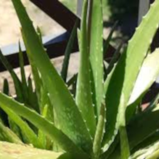 aloe vera1