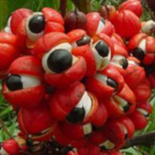 guarana1